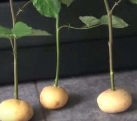 Easy Steps to Multiply Roses from Cuttings Choose Your Preferred Method