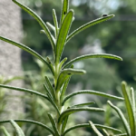 Toxic If Improperly Prepared: The Hidden Risk of Cassava