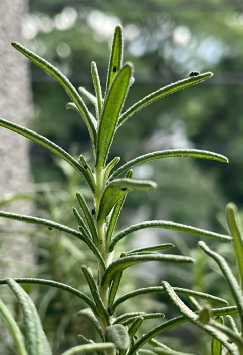 What Rosemary Can Actually Do