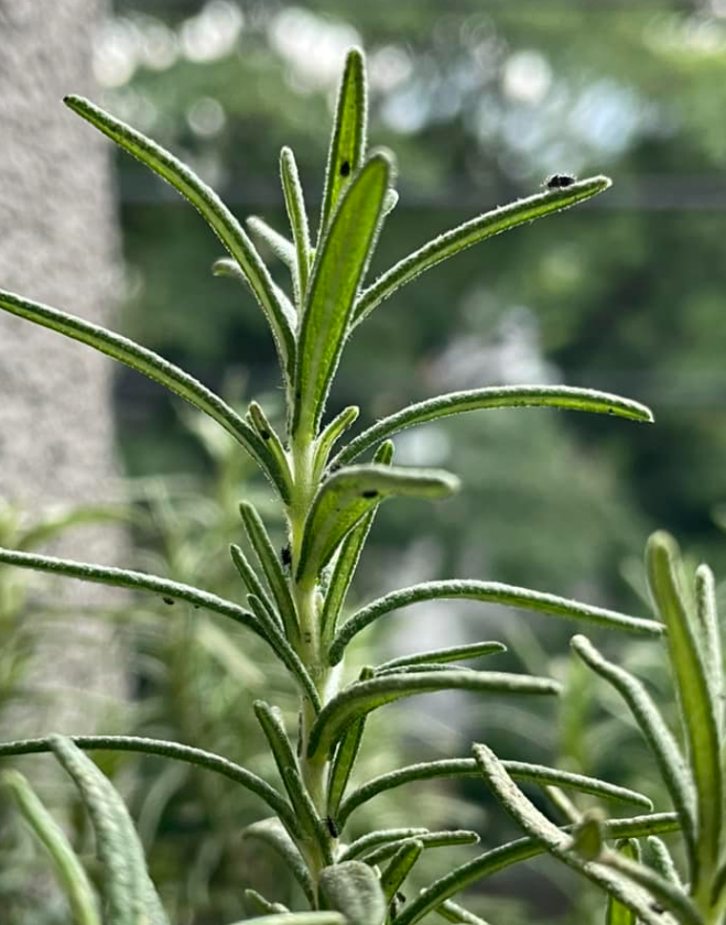 What Rosemary Can Actually Do