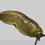 3 Vegetables That Support Cancer Prevention — Backed by Science