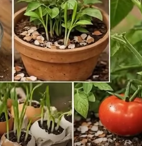 Never toss your eggshells again—here’s why…