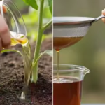 Peace Lily Care Guide