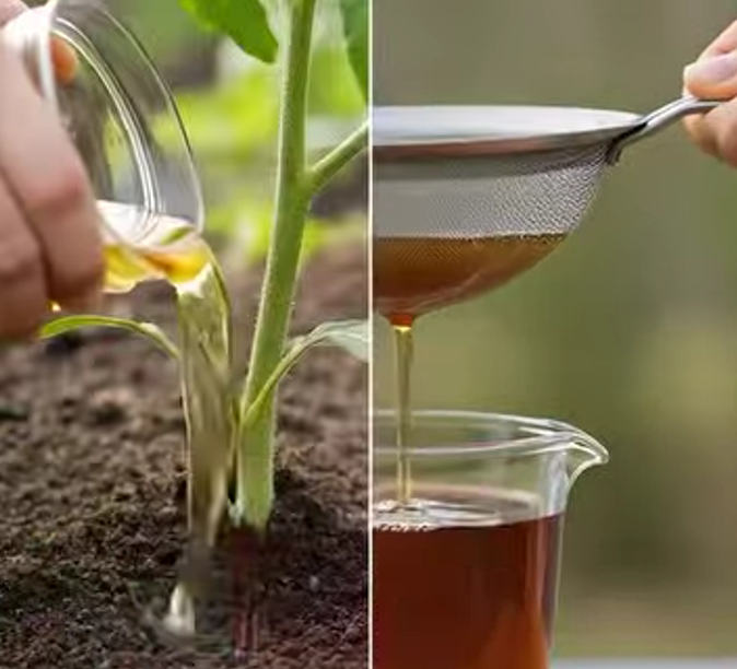 Boost Tomato Growth Naturally