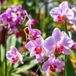 Simple homemade rooting methods can help cuttings grow strong roots faster