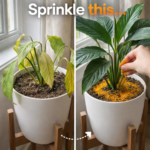 The Water Growing Trick That Turns Any Plant Into a Living Home Decoration