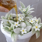 Stop Throwing Away Rice Water — Your Flowers Secretly Need It