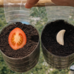 The Natural Powder That Helps Peace Lilies Bloom More Beautifully and Grow Healthier