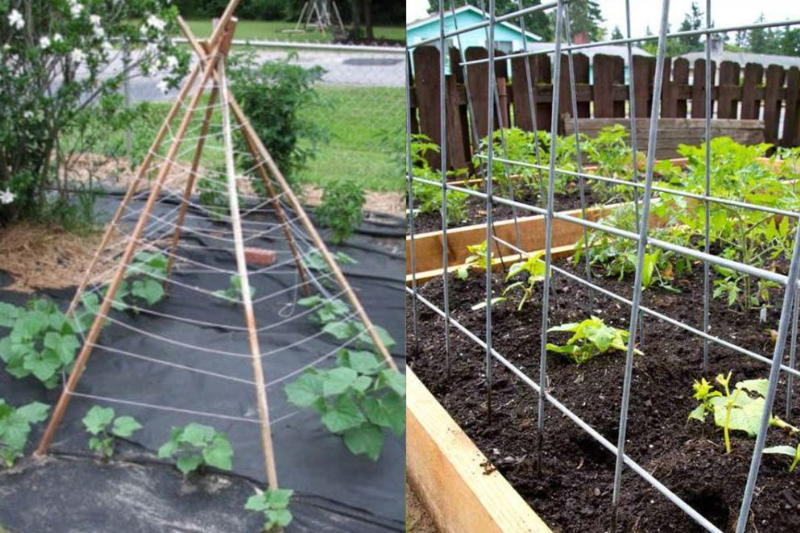 9 Cucumber Trellis Ideas That Will Take Your Cucumber Harvest to New Heights