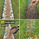 All You Need to Know About The Secrets to Make African Violets Bloom Abundantly