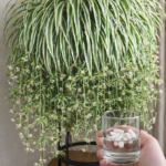 The Stunning Living Plant Decor Everyone Is Talking About — And It’s Surprisingly Easy to Make