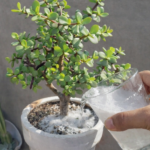 The Natural Liquid Fertilizer That Makes Christmas Cactus Bloom Bigger and Brighter