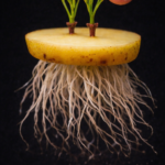 Building a Hinged Hoophouse for Your Raised Bed Garden: A Comprehensive Guide