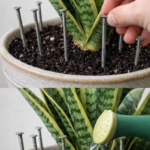 How to Revive a Dying Plant Naturally (The Simple Liquid That Actually Works)