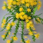 The Real Benefits of Mixing Lemon with Activated Charcoal