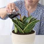 Grandma’s Simple Lemon Trick That Helps Houseplants Grow Stronger and Healthier