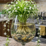 Onion and Onion Skins: A Gentle Natural Approach to Prostate and Bladder Wellness