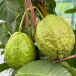 How to feed anthurium plants for glossy leaves vibrant blooms.