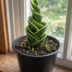 Cleavers (Galium aparine) – Nature’s Gentle Detoxifier with Powerful Healing Uses