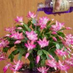 Moringa Leaves: The Nutrient-Packed Superfood That May Support Your Health Naturally