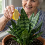 The “Magic Fertilizer” Trick That Makes Snake Plants Grow and Bloom Faster