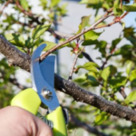 9 Cucumber Trellis Ideas That Will Take Your Cucumber Harvest to New Heights