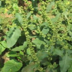 Common Mullein: Benefits and Uses of Nature’s Versatile Herb