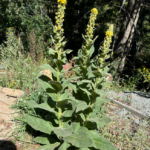 Goosegrass Tea Benefits and Uses: A Complete Guide to This Natural Herbal Remedy