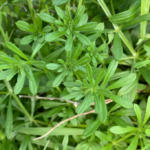 Goosegrass Tea Benefits and Uses: A Complete Guide to This Natural Herbal Remedy