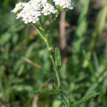 How to Grow Ginger in Plastic Bags: The Secrets to Many Tubers