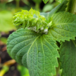 The Lemon Nopal Drink: A Refreshing Way to Support Digestion, Reduce Bloating, and Feel Lighter Naturally