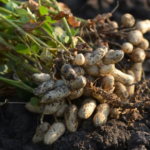 6 Powerful Herbs That May Naturally Support Memory and Sharper Thinking