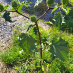 Discover the Simple Morning Habit of Ginger and Tomato Juice for Steady All-Day Energy