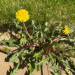 Grape Hyacinth (Muscari): A Tiny Spring Wonder with Surprising Benefits and Uses