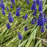 Wild Lettuce Root – Benefits, Uses, and Natural Pain Relief Properties