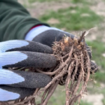 Mix Hibiscus Flowers with Bay Leaves and Cinnamon: Why Women Should Try This Tea