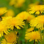 Common Mullein: Benefits and Uses of Nature’s Versatile Herb