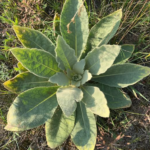 The Hidden Power of Mango Leaves: 30 Benefits and Homemade Uses