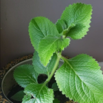 1 Spoon Every Night for 3 Days: The Simple Homemade Drink That Helped Flatten My Belly Naturally