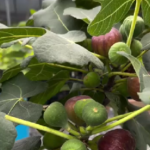 One Leaf a Day: The Hidden Power of Oregano Orejon