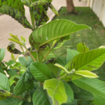 A Buried Pipe Feeds Your Garden Bed From the Inside — Worms Do All the Work