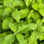 Garlic and Honey: 20 Powerful Natural Remedies for Everyday Wellness Support