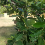 The Simple Sprinkle Trick That Makes Houseplants Bloom Faster and Grow Health