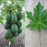 The Powerful Leaf People Are Talking About — What the Research Really Says