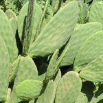 Natural Leaves That May Help Support Healthy Blood Sugar Levels