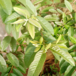 Nopal Cactus: The “Desert Superfood” and Its Potential Health Benefits
