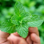 Discover the Simple Japanese Morning Habit That May Help Support Your Colon Health Naturally