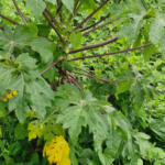 Unlock the Secret Elixir of Vision: How Guava Transforms Tired Eyes into Radiant Windows of Vitality