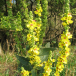 If You Spot This Plant in Your Garden, You Might Be Sitting on a Nutritional Goldmine