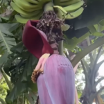 Daddy’s Secret Combo Drink That Packs a Punch – Natural Energy & Focus Booster